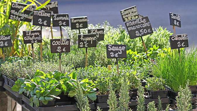 The Herbs of Provence